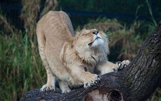 ネコ科の動物好きな人