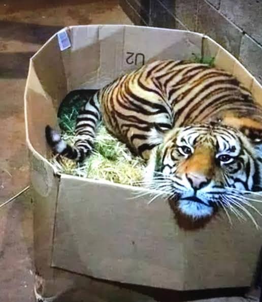 ネコ科の動物好きな人