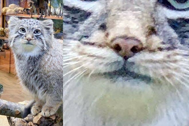 ネコ科の動物好きな人
