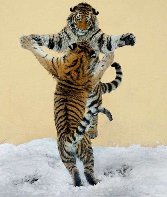 ネコ科の動物好きな人