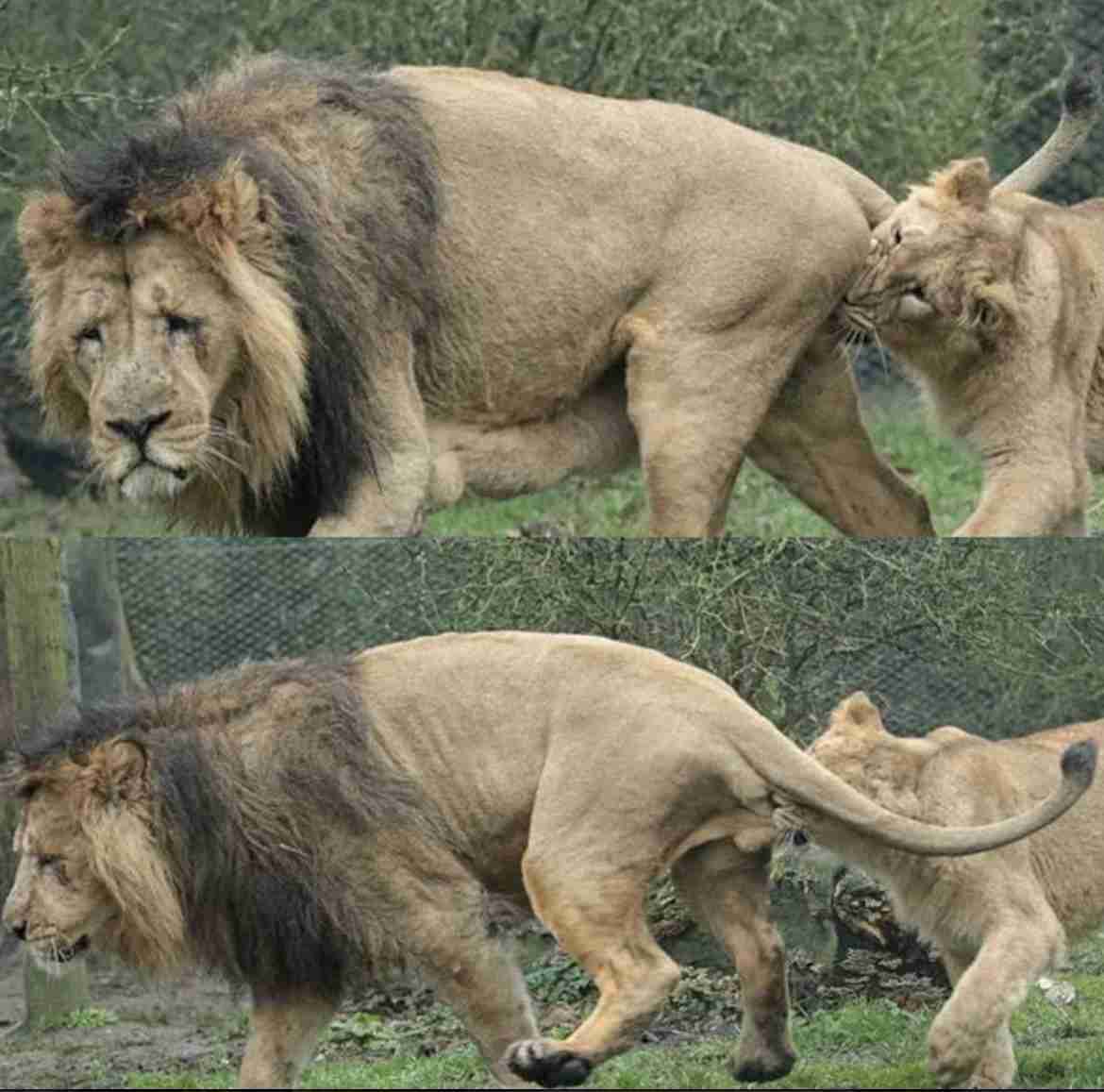ネコ科の動物好きな人