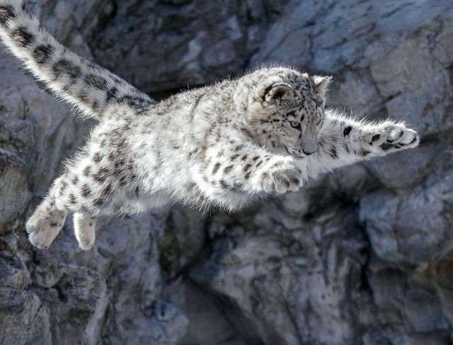 ネコ科の動物好きな人