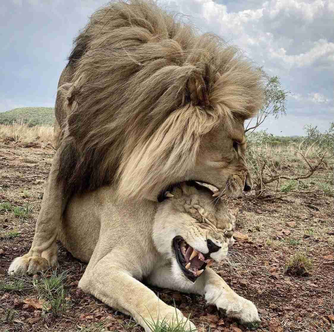 ネコ科の動物好きな人