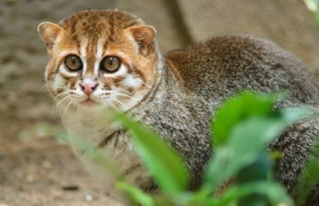 ネコ科の動物好きな人