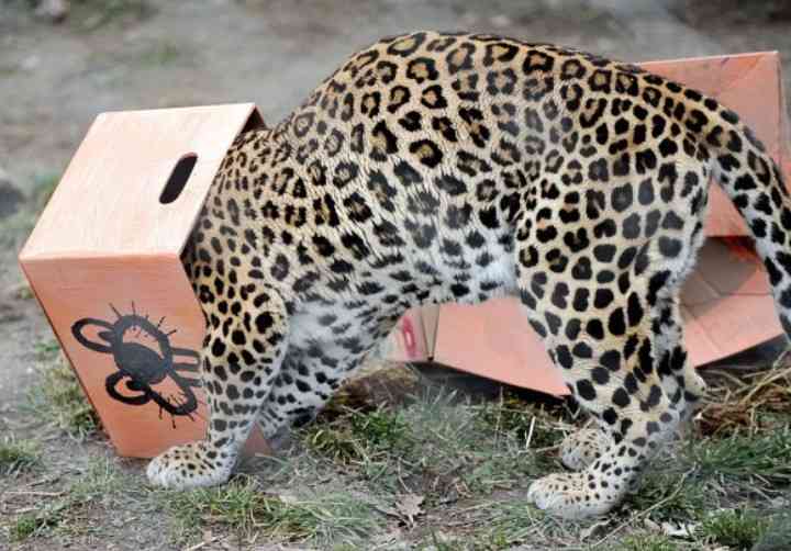 ネコ科の動物好きな人