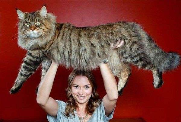 ネコ科の動物好きな人