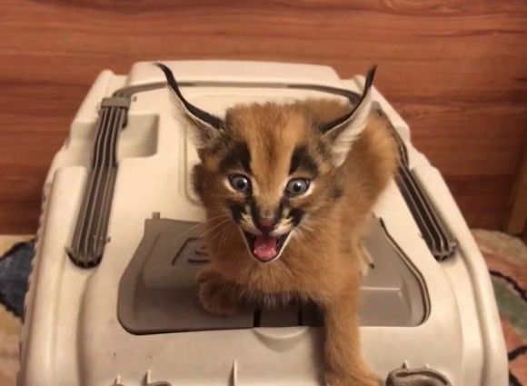 ネコ科の動物好きな人