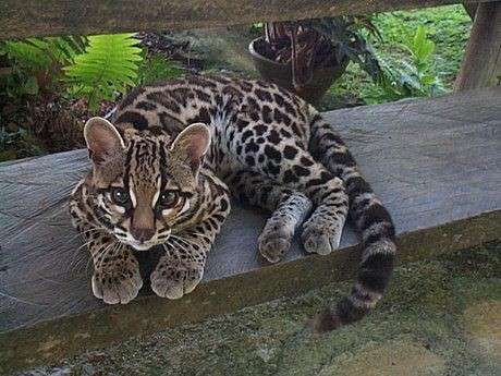 ネコ科の動物好きな人
