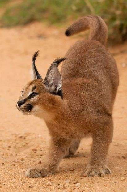 ネコ科の動物好きな人