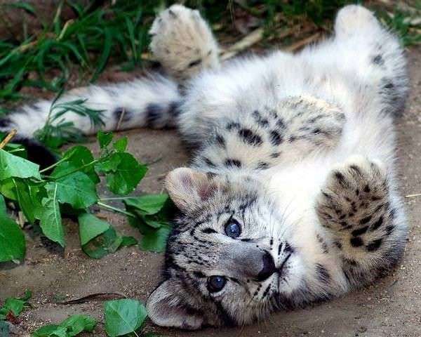 ネコ科の動物好きな人