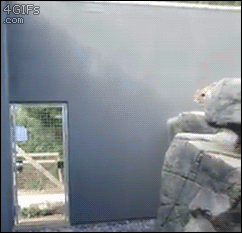 ネコ科の動物好きな人