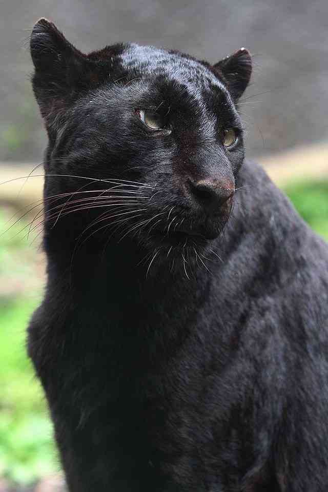 ネコ科の動物好きな人