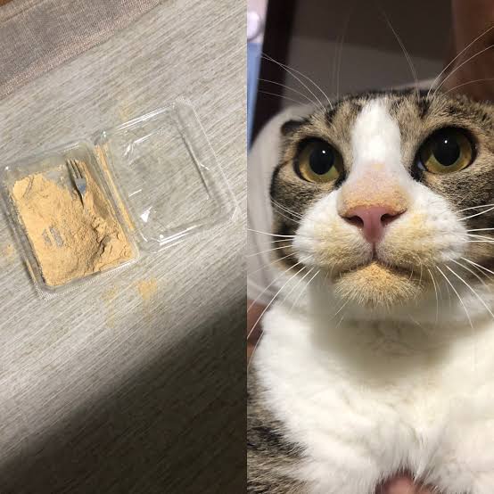 ネコ科の動物好きな人