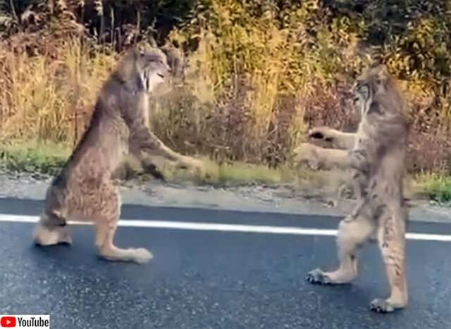ネコ科の動物好きな人