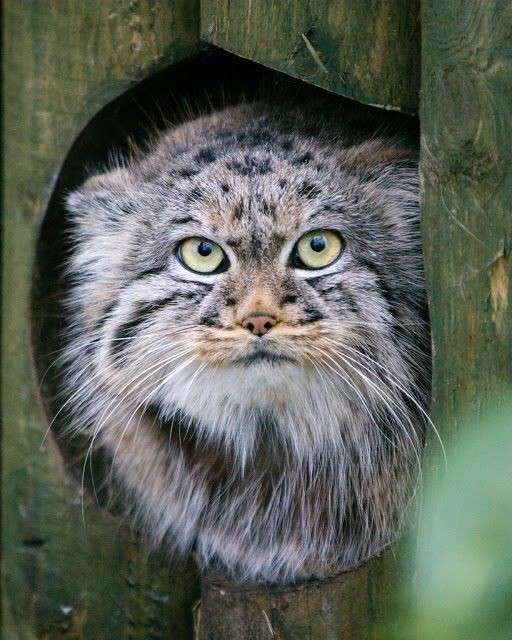 ネコ科の動物好きな人