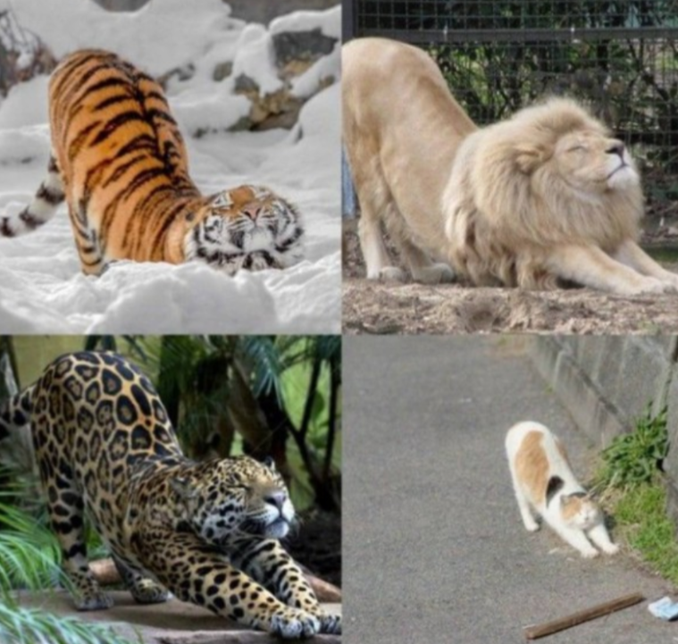 ネコ科の動物好きな人