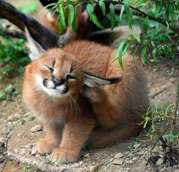 ネコ科の動物好きな人