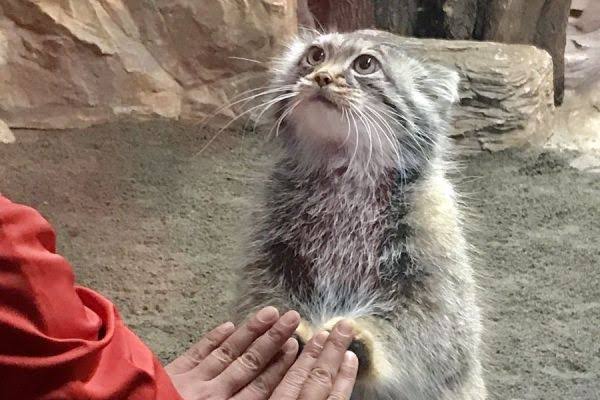ネコ科の動物好きな人