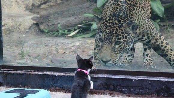 ネコ科の動物好きな人