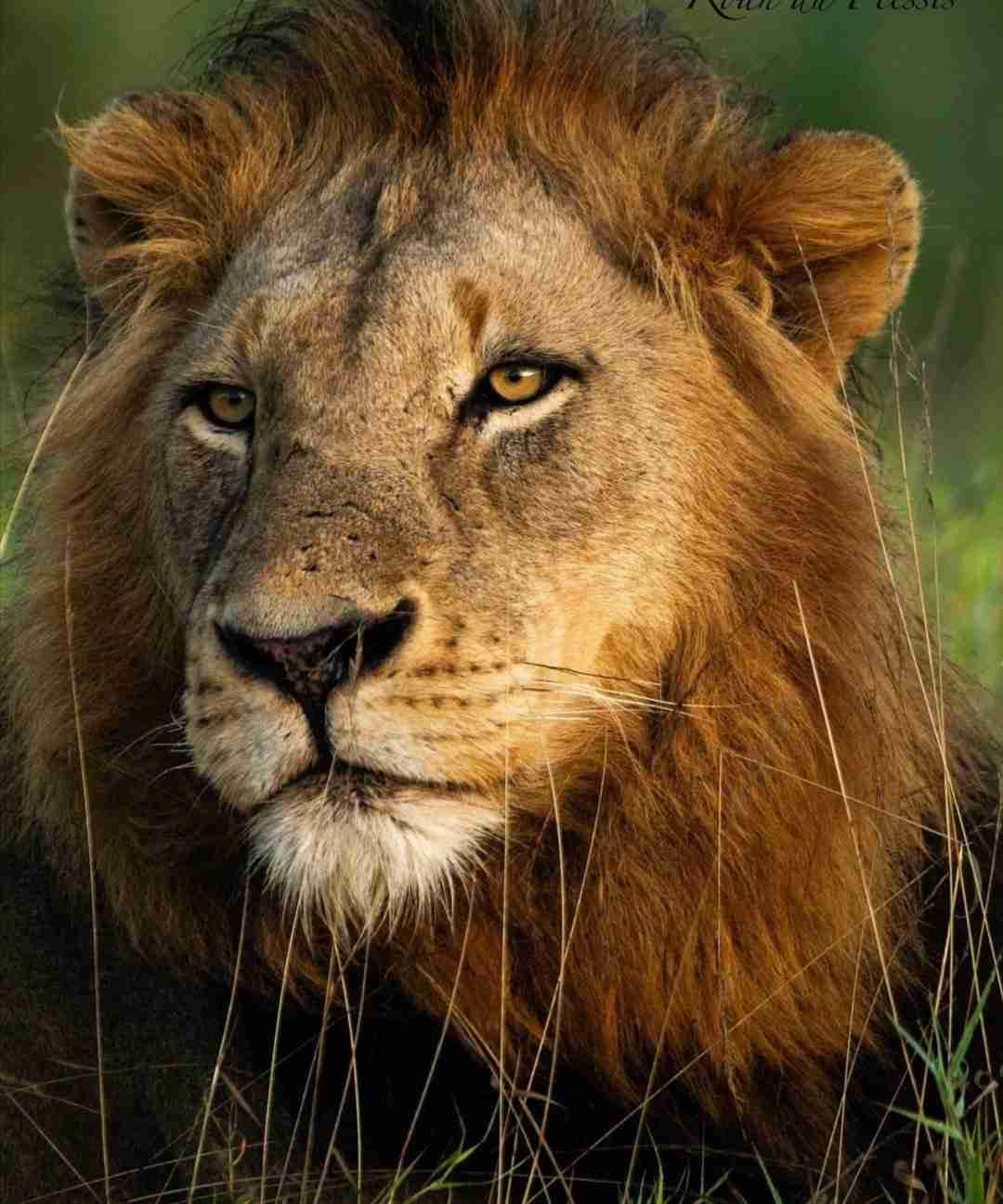 ネコ科の動物好きな人