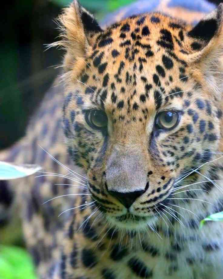 ネコ科の動物好きな人