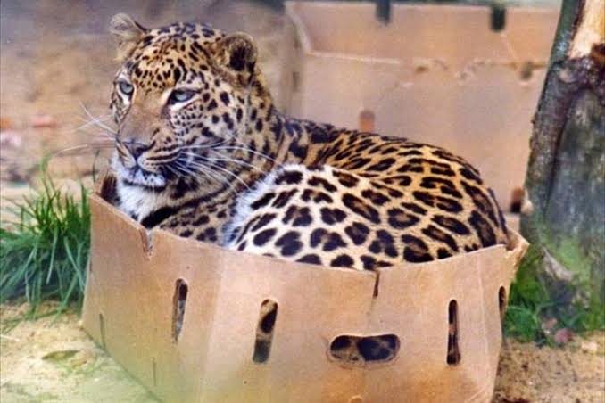 ネコ科の動物好きな人