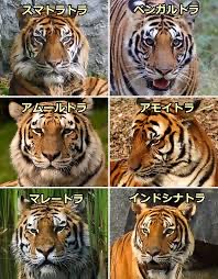 ネコ科の動物好きな人