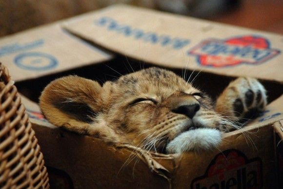 ネコ科の動物好きな人