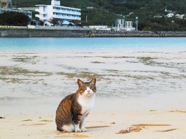 ネコ科の動物好きな人