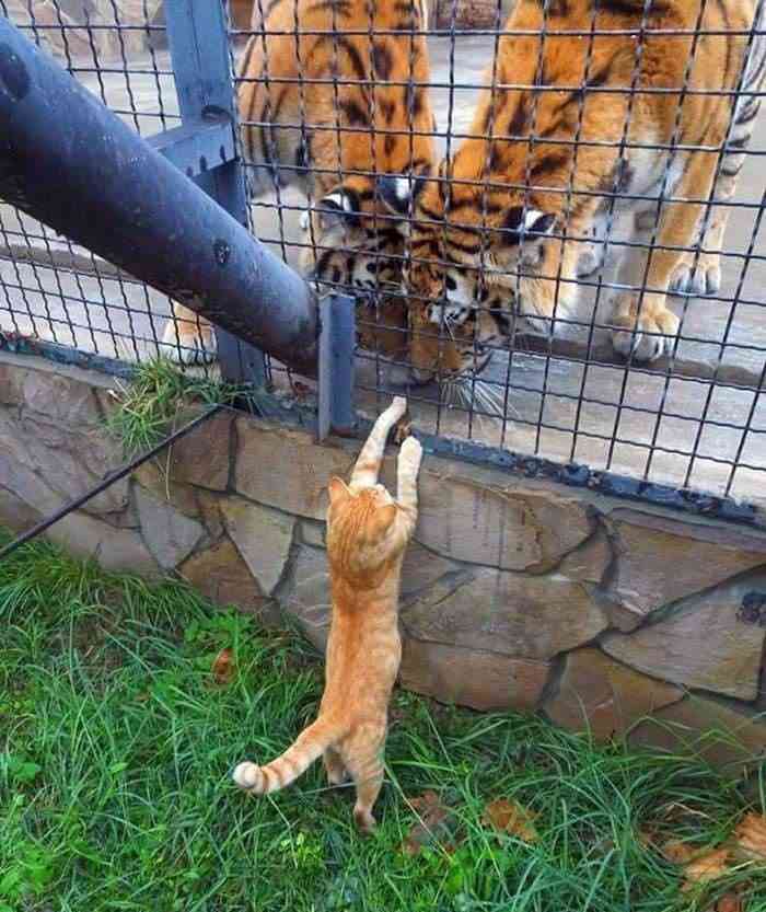 ネコ科の動物好きな人