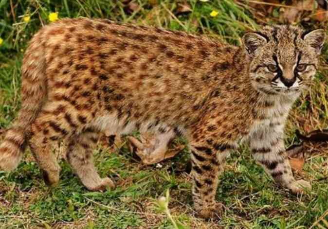 ネコ科の動物好きな人