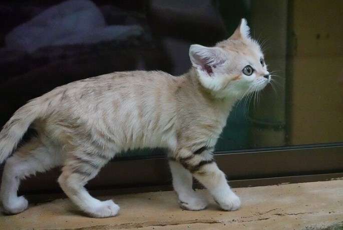 ネコ科の動物好きな人