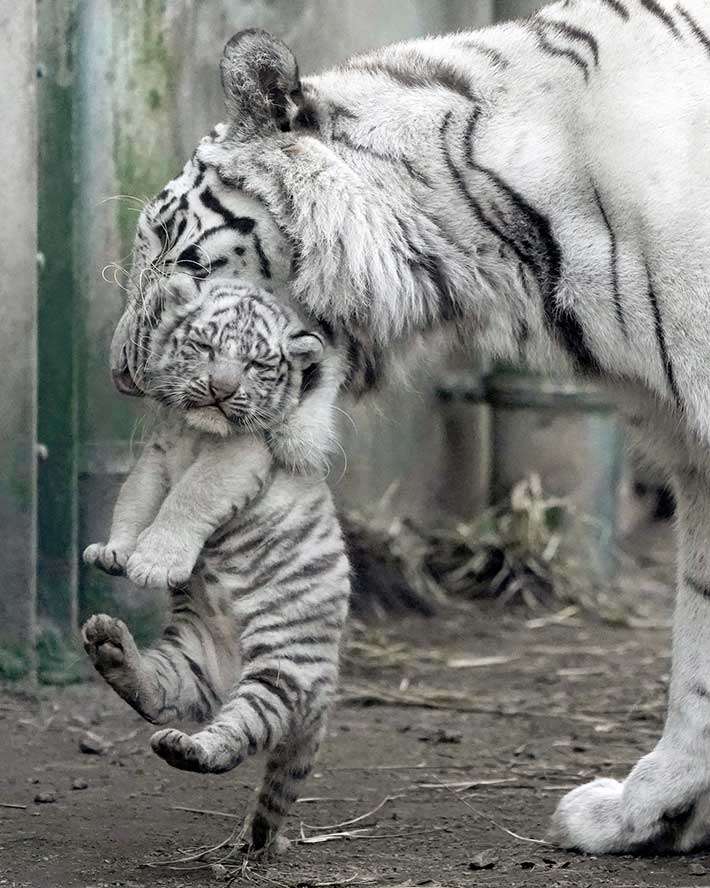 ネコ科の動物好きな人