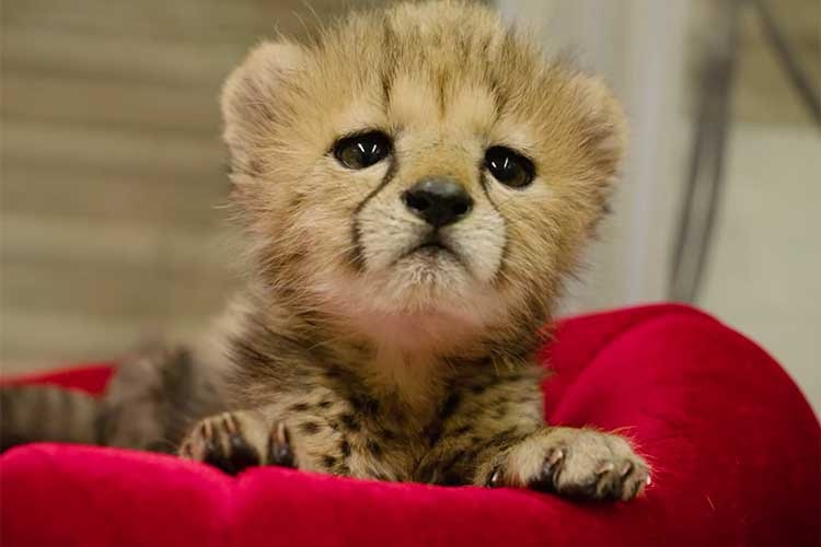 ネコ科の動物好きな人