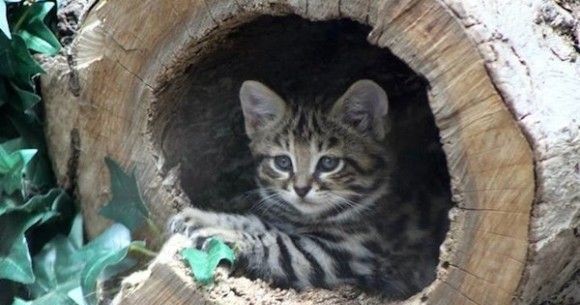 ネコ科の動物好きな人