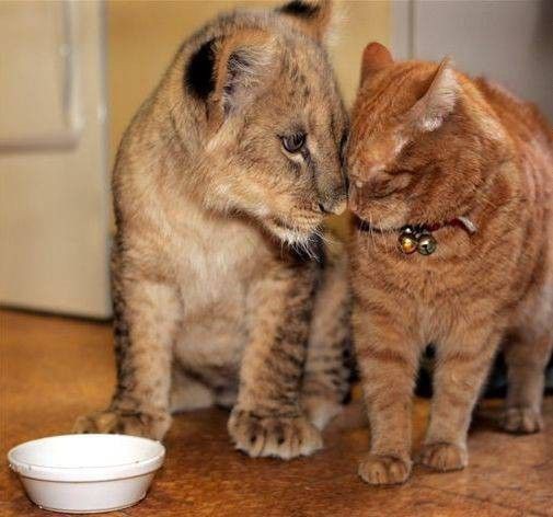 ネコ科の動物好きな人