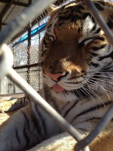 ネコ科の動物好きな人