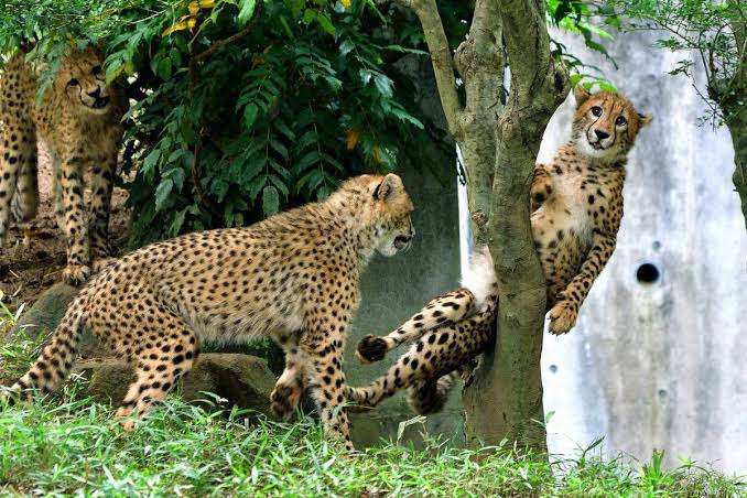 ネコ科の動物好きな人