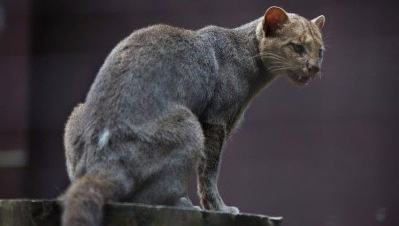 ネコ科の動物好きな人
