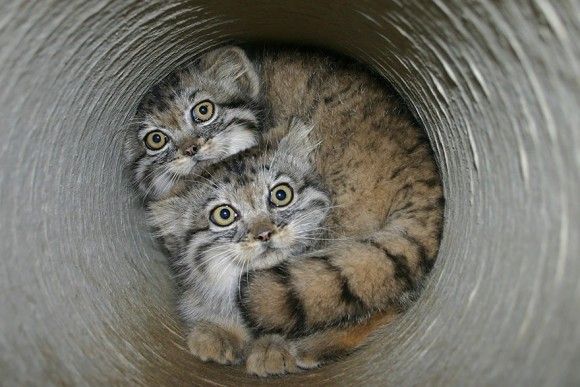 ネコ科の動物好きな人