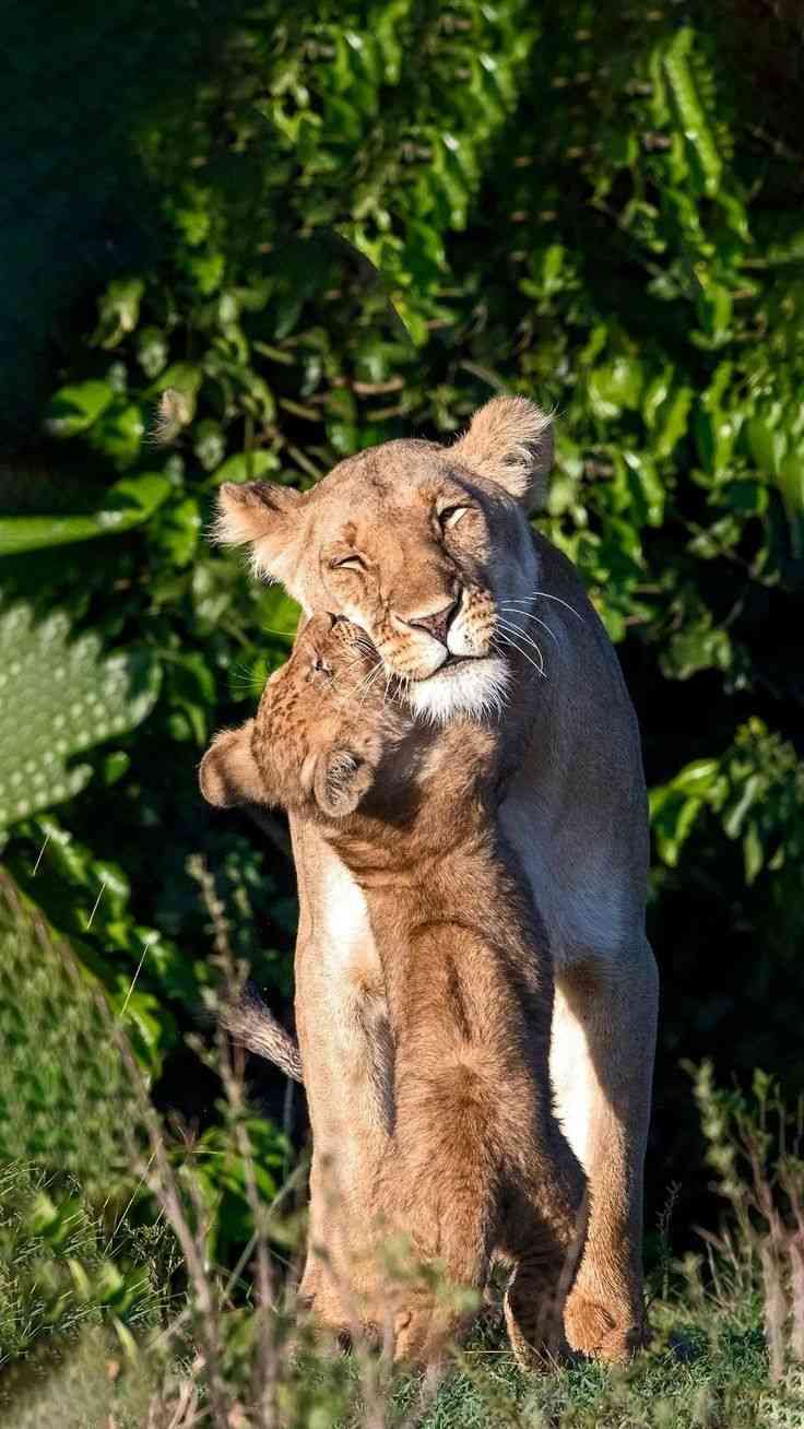 ネコ科の動物好きな人