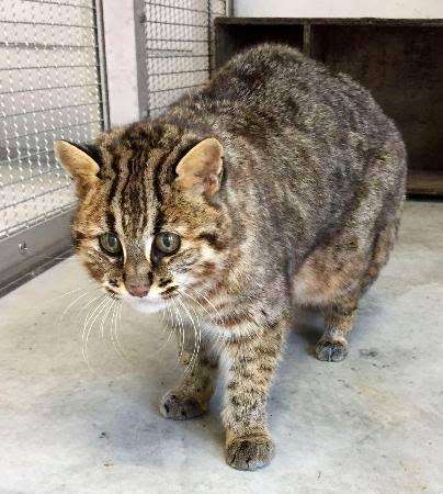 ネコ科の動物好きな人