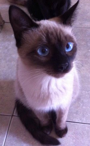 ネコ科の動物好きな人