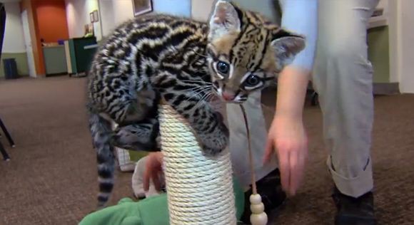 ネコ科の動物好きな人