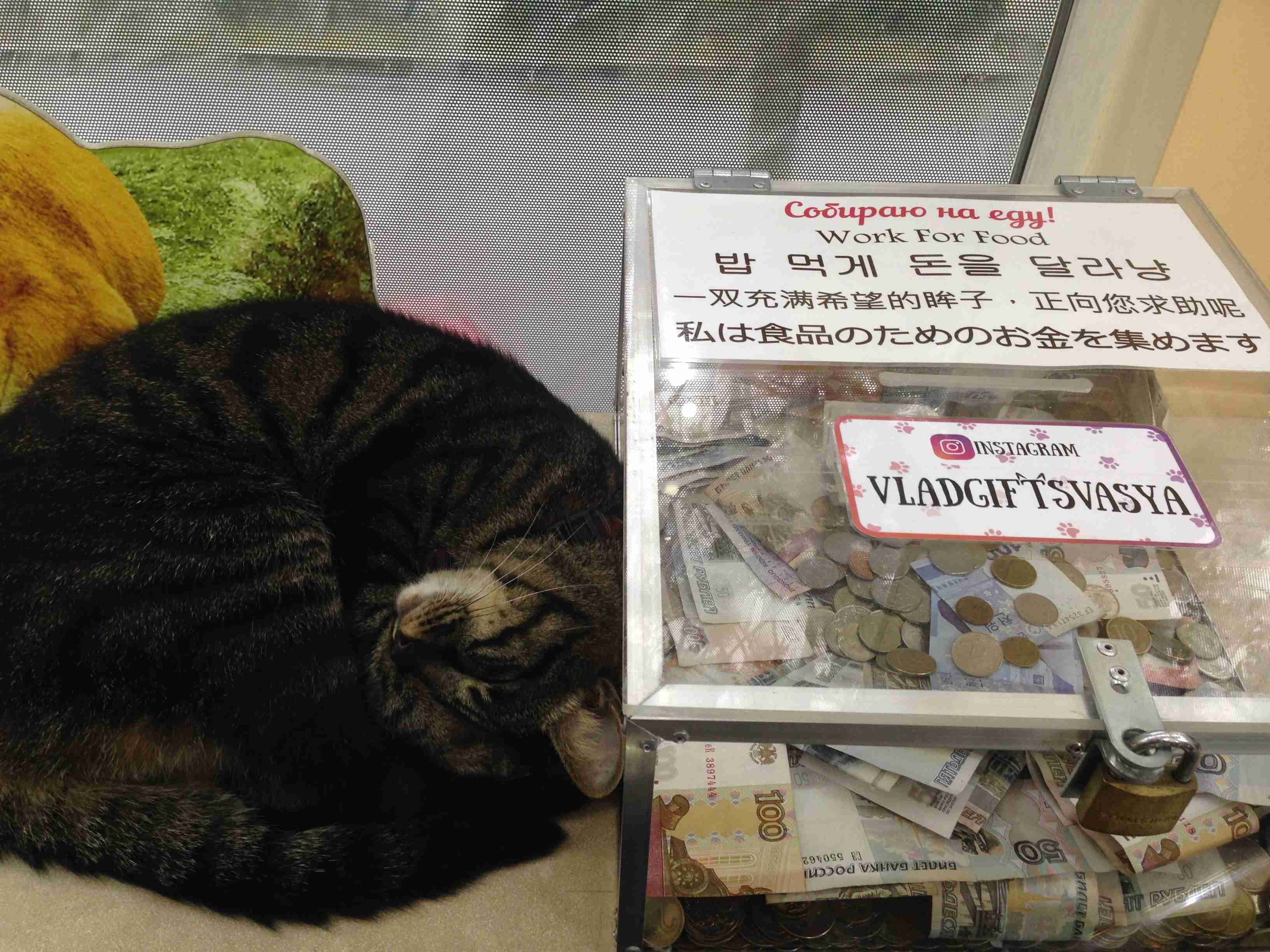 ネコ科の動物好きな人