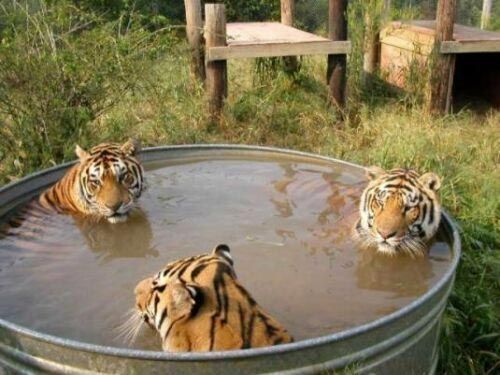ネコ科の動物好きな人