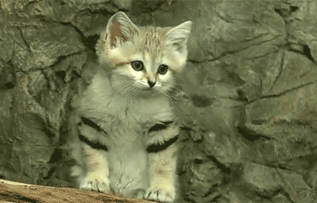 ネコ科の動物好きな人