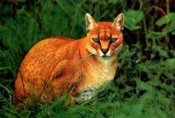 ネコ科の動物好きな人