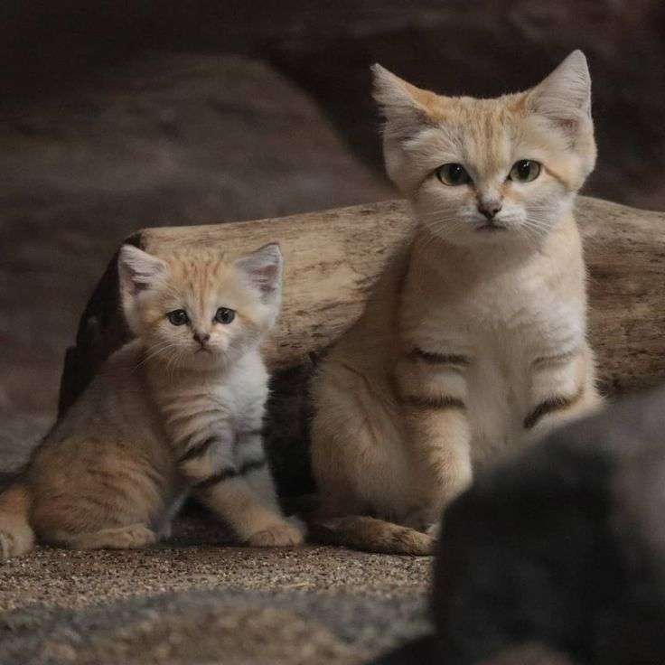 ネコ科の動物好きな人