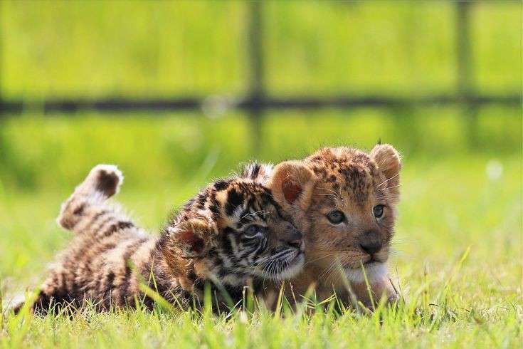 ネコ科の動物好きな人